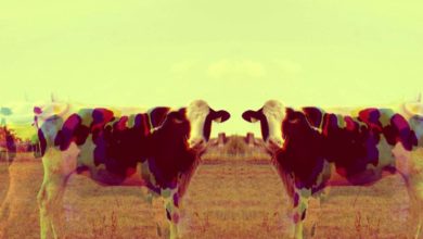 naklonovanie kravy